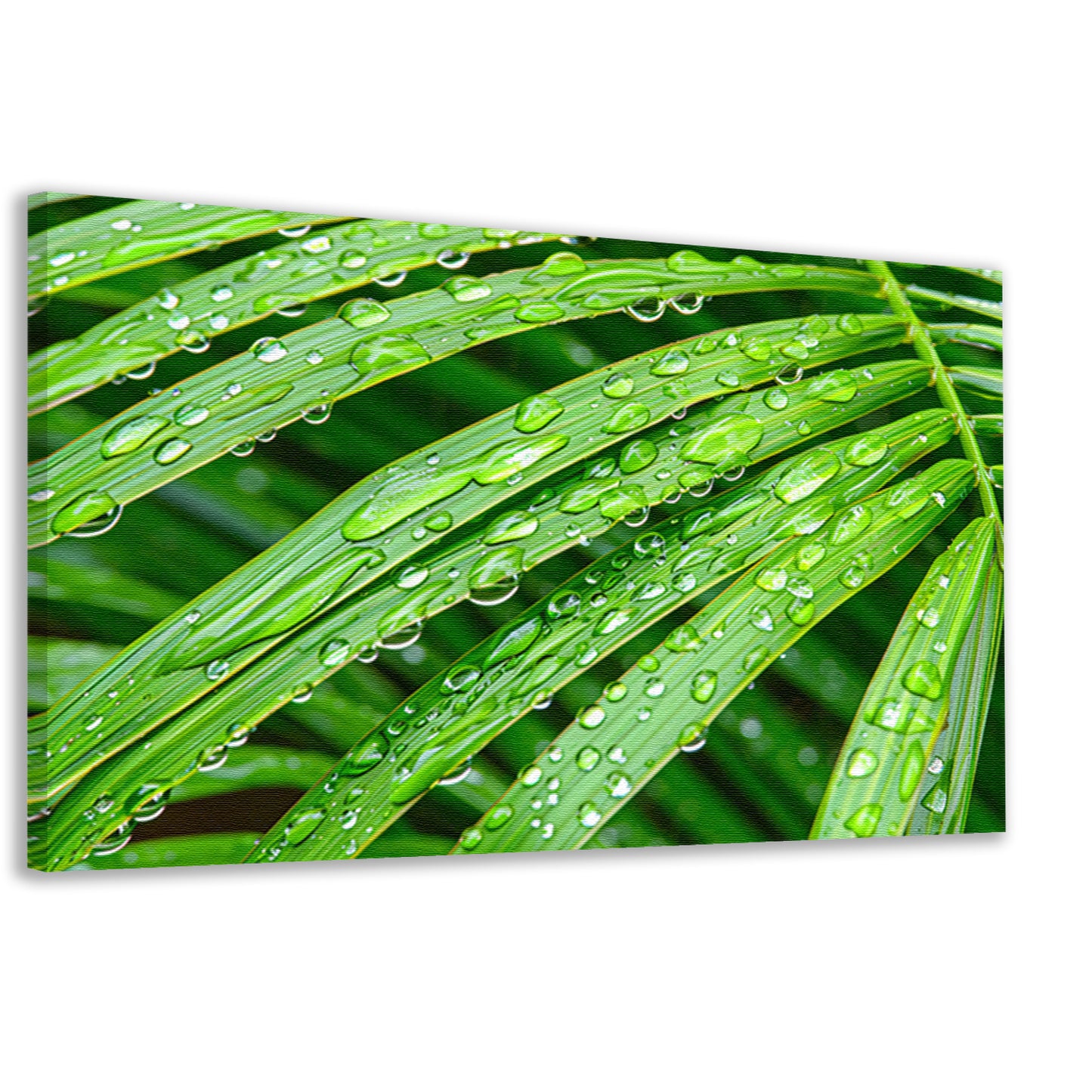 Groene bladeren met dauwdruppels in detail canvas