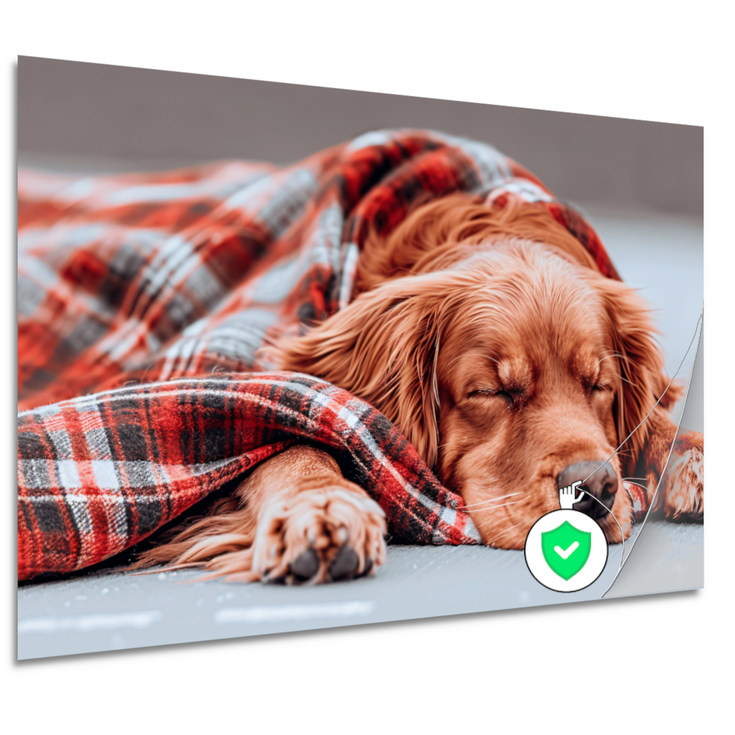 Hond rust onder plaid poster