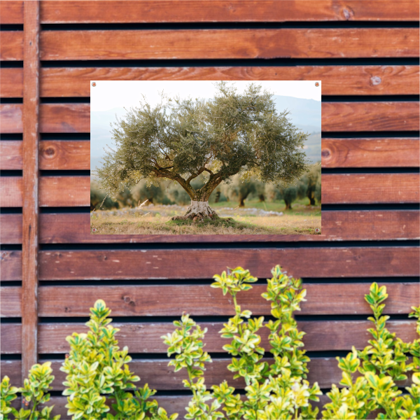 Olijfboom in Impressionistische Stijl tuinposter