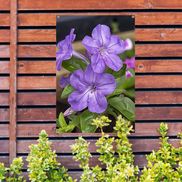 Close-up van paarse bloemen in bloei tuinposter