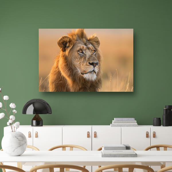 Majestueuze Leeuw in Gouden Avondlicht poster
