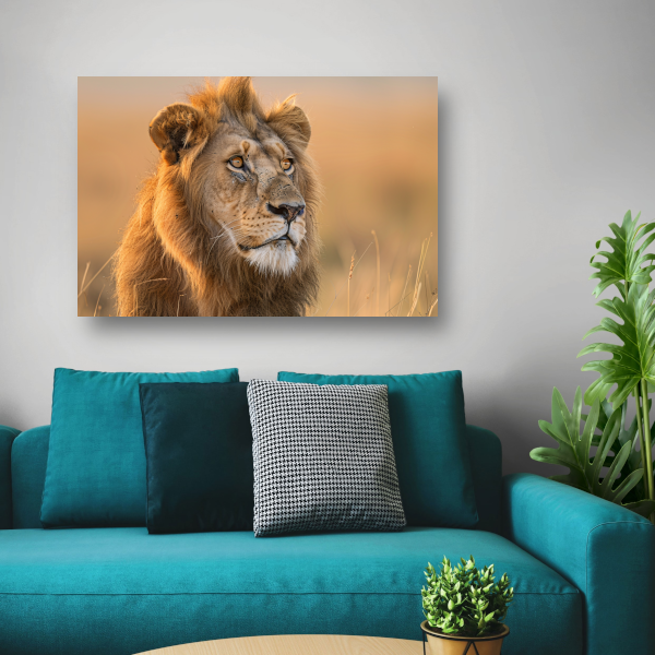 Majestueuze Leeuw in Gouden Avondlicht poster