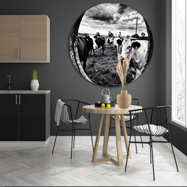 Nieuwsgierige koeien in zwart-wit weiland aluminium muurcirkel