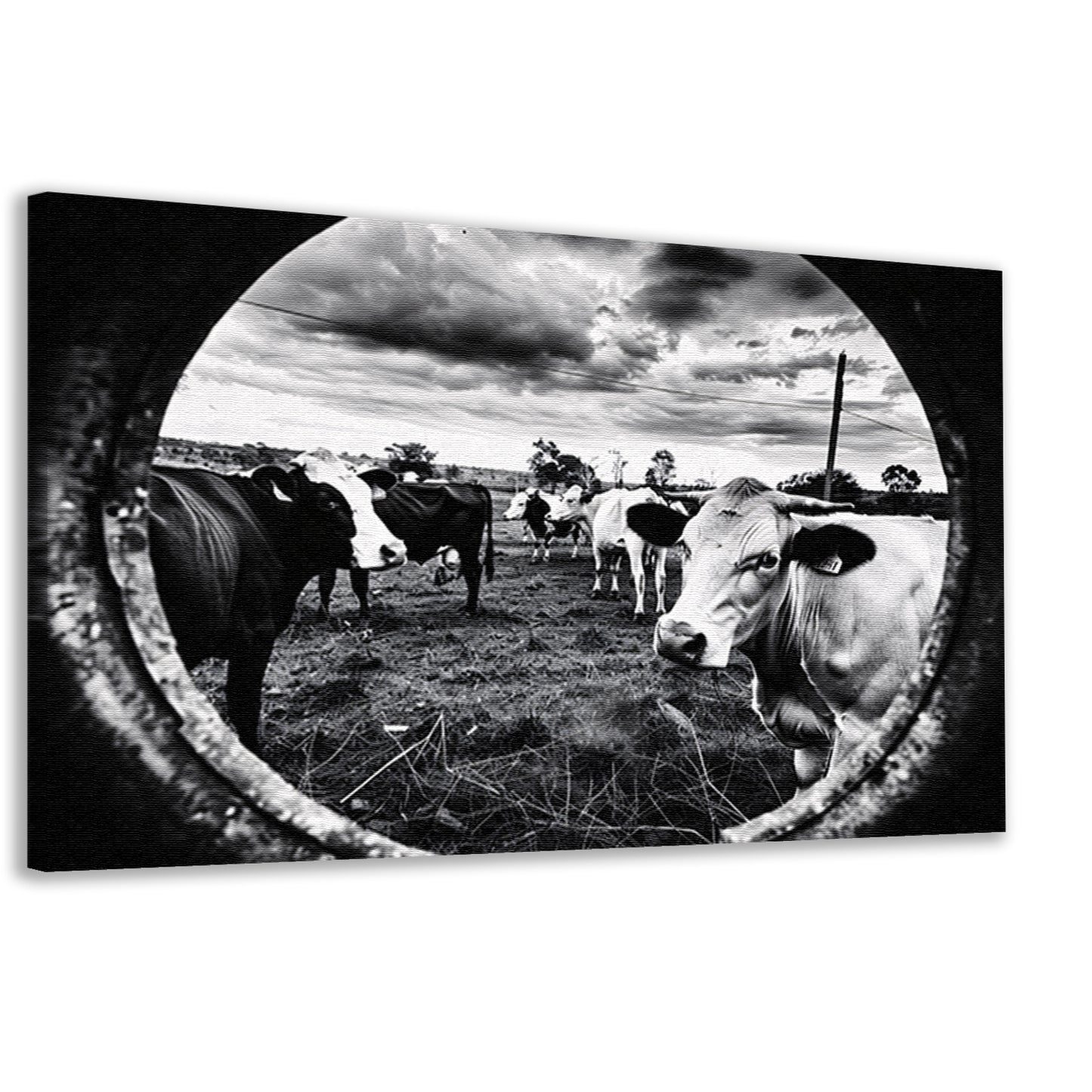 Nieuwsgierige koeien in zwart-wit weiland canvas