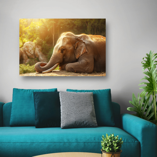 Rustende Olifant in het Gouden Zonlicht canvas