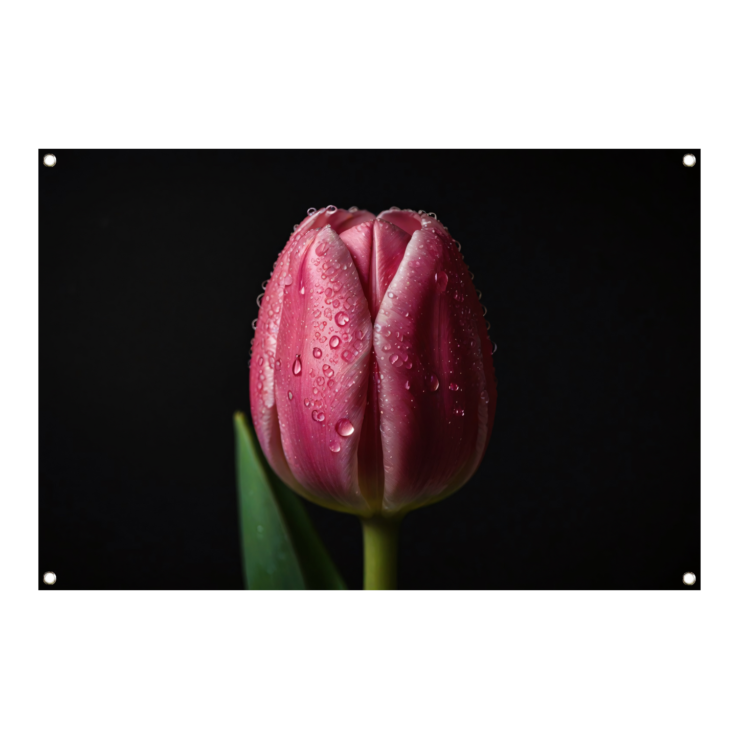 Roze Tulp met Dauw op Zwarte Achtergrond tuinposter