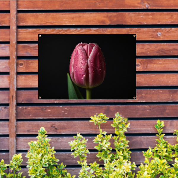 Roze Tulp met Dauw op Zwarte Achtergrond tuinposter