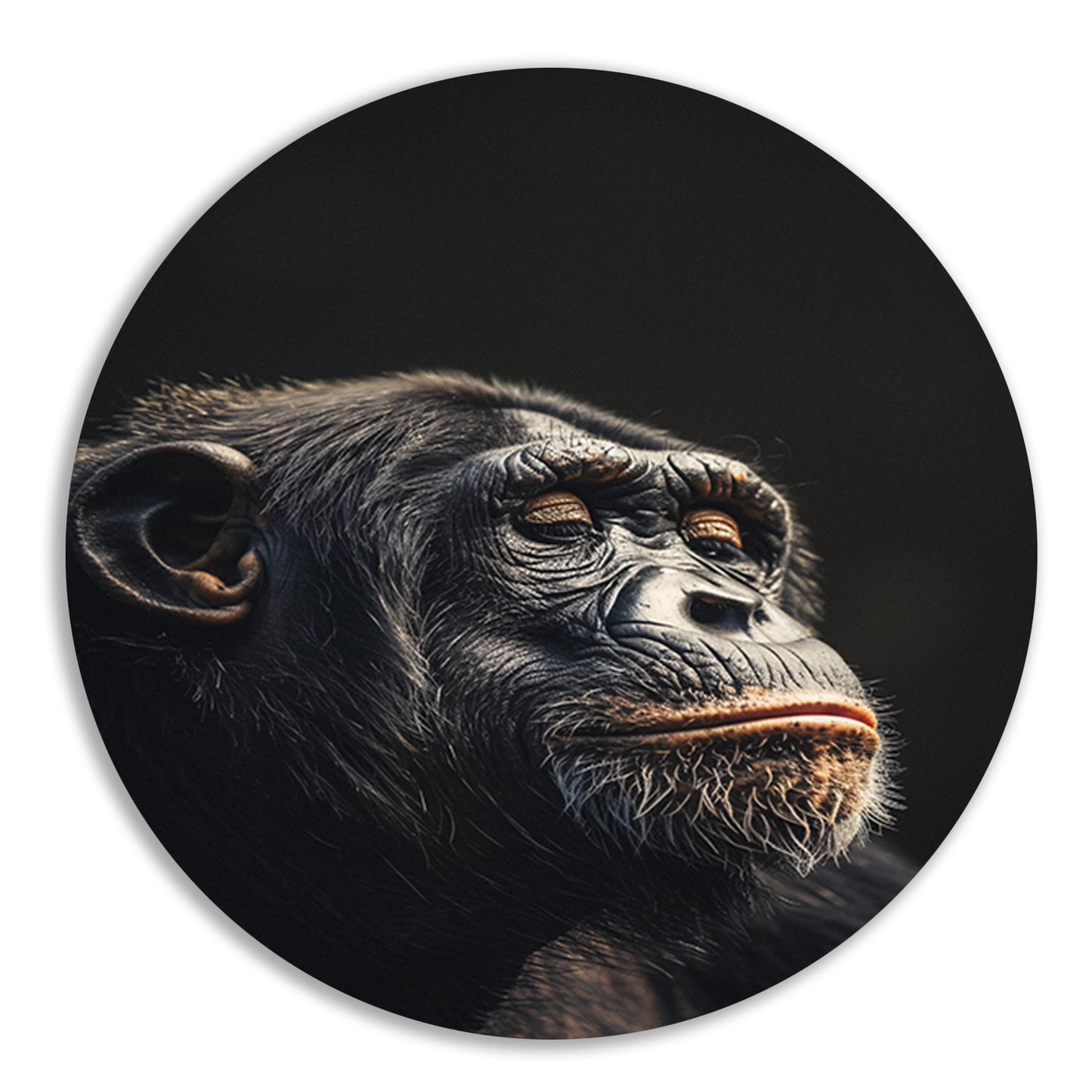Indringende blik van een wijze chimpansee aluminium muurcirkel
