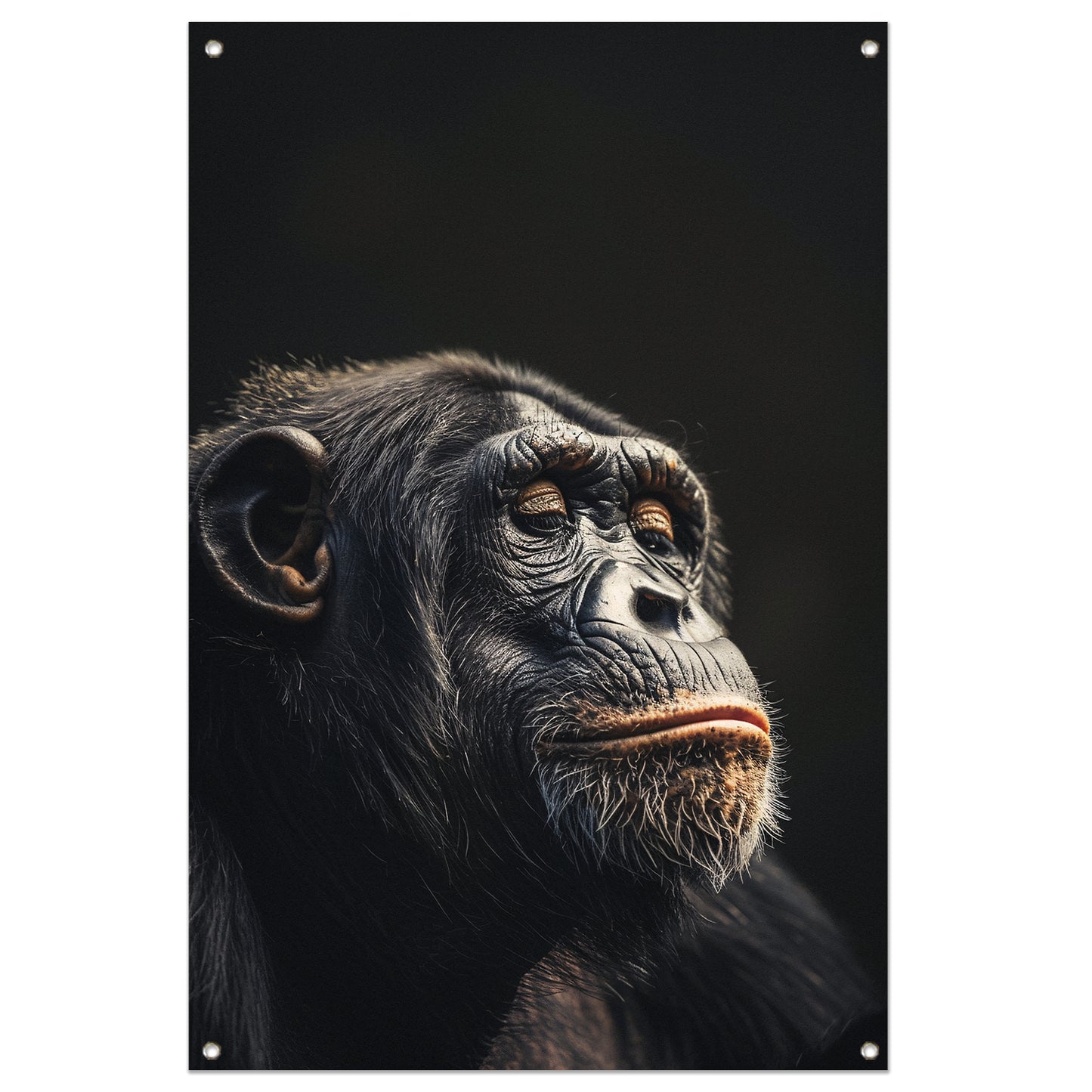 Indringende blik van een wijze chimpansee tuinposter