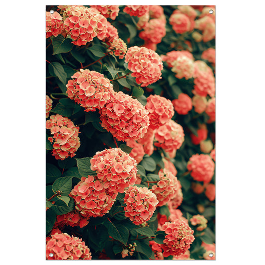 Bloeiende Roze Hortensia in Volle Glorie tuinposter