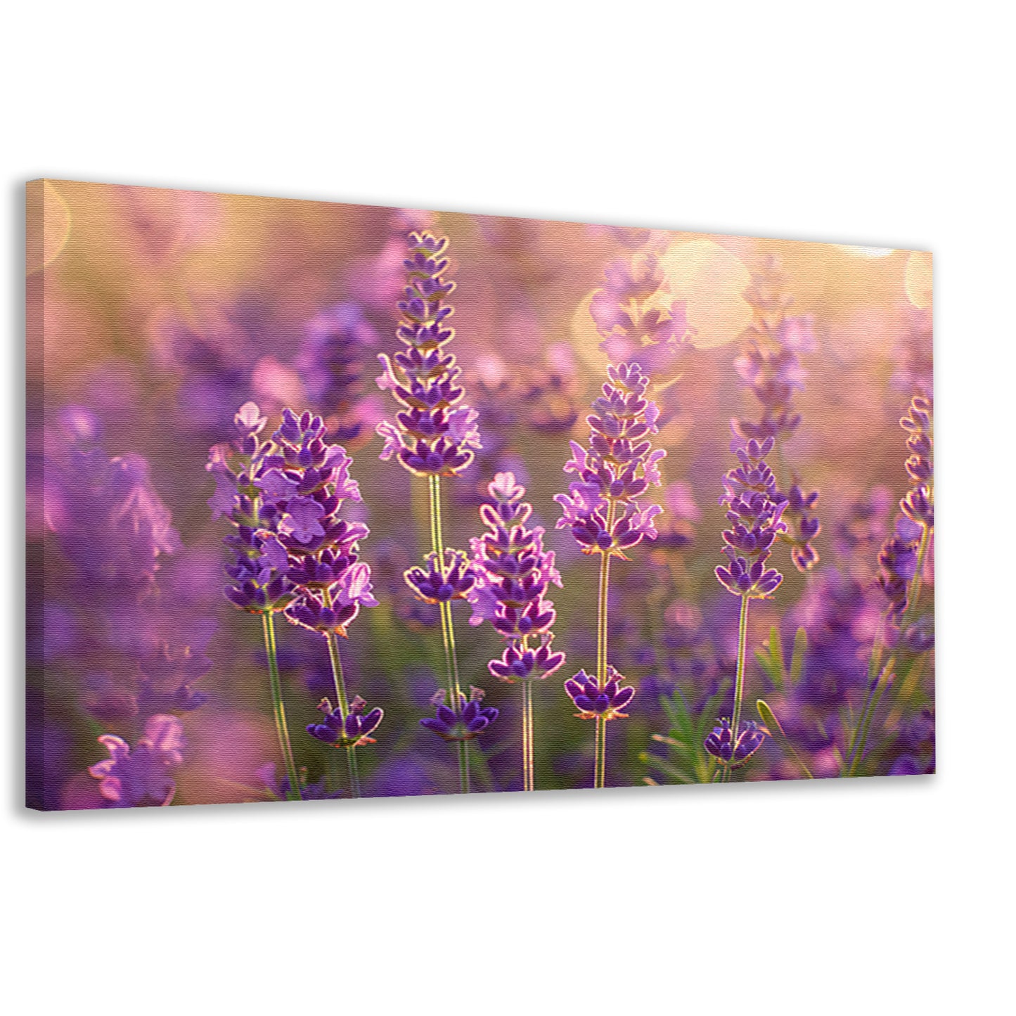 Betoverende zonsondergang over een lavendelveld canvas