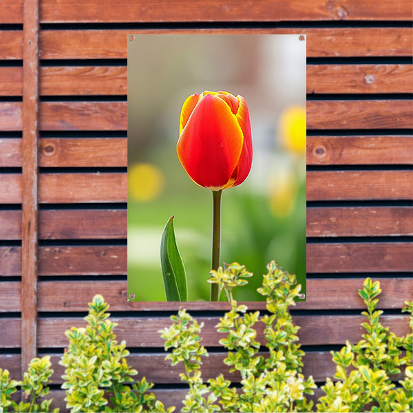 Kleurrijke tulp in volle bloei schilderij tuinposter