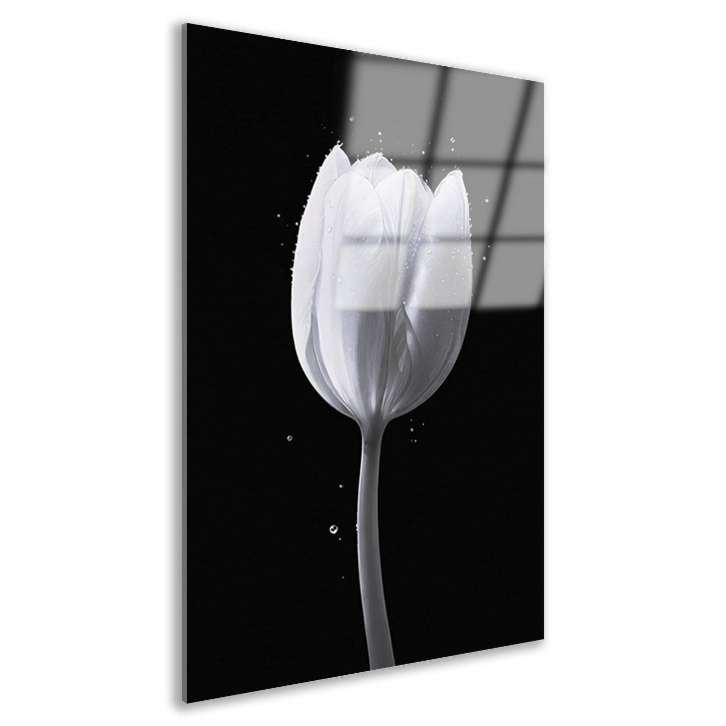 Minimalistische witte tulp met waterdruppels acrylglas