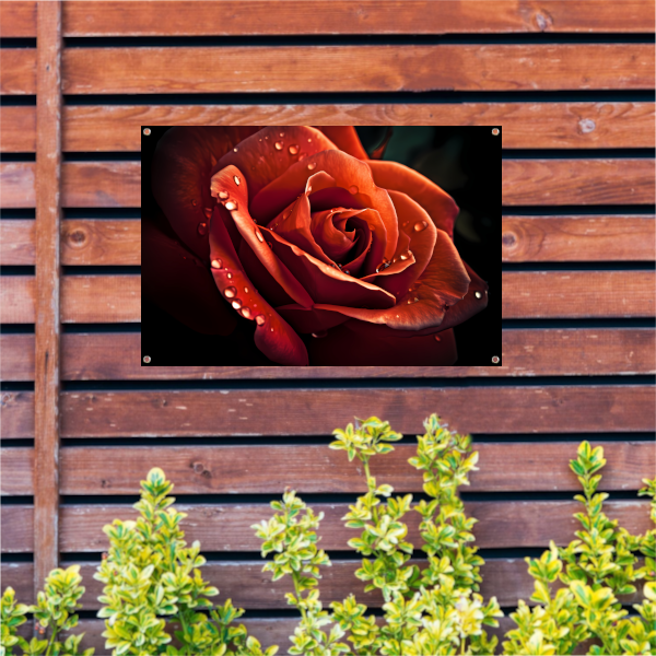 Rode roos met waterdruppels tuinposter