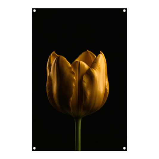 Elegante Gouden Tulp tegen Diepzwarte Achtergrond tuinposter