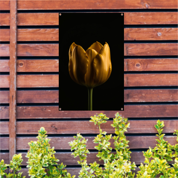 Elegante Gouden Tulp tegen Diepzwarte Achtergrond tuinposter