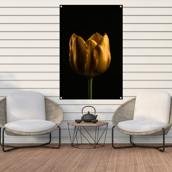 Elegante Gouden Tulp tegen Diepzwarte Achtergrond tuinposter