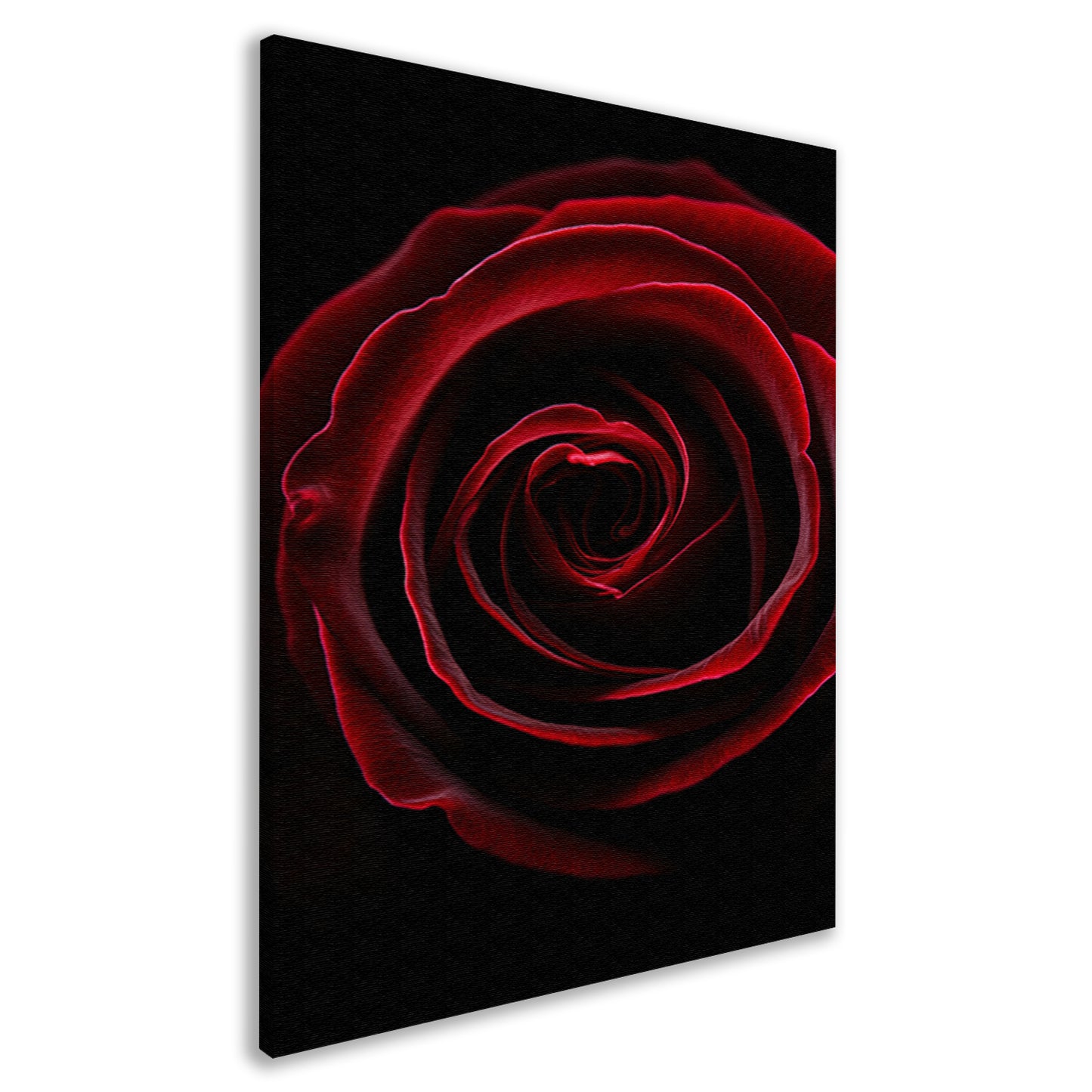 Close-up van een rode roos canvas