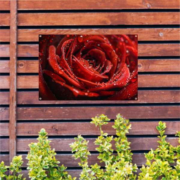 Close-up van een rode roos met dauwdruppels tuinposter
