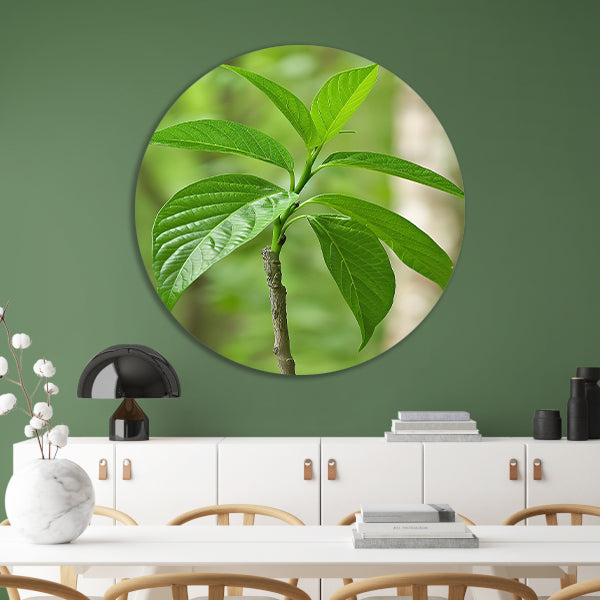 Jonge groene plant in de zon aluminium muurcirkel
