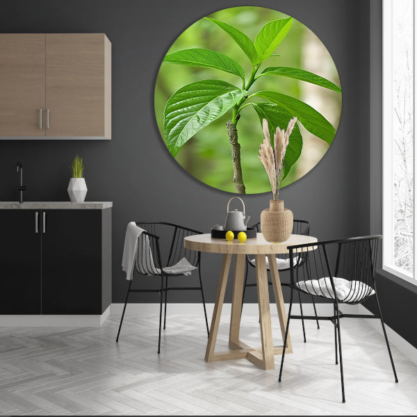 Jonge groene plant in de zon forex muurcirkel