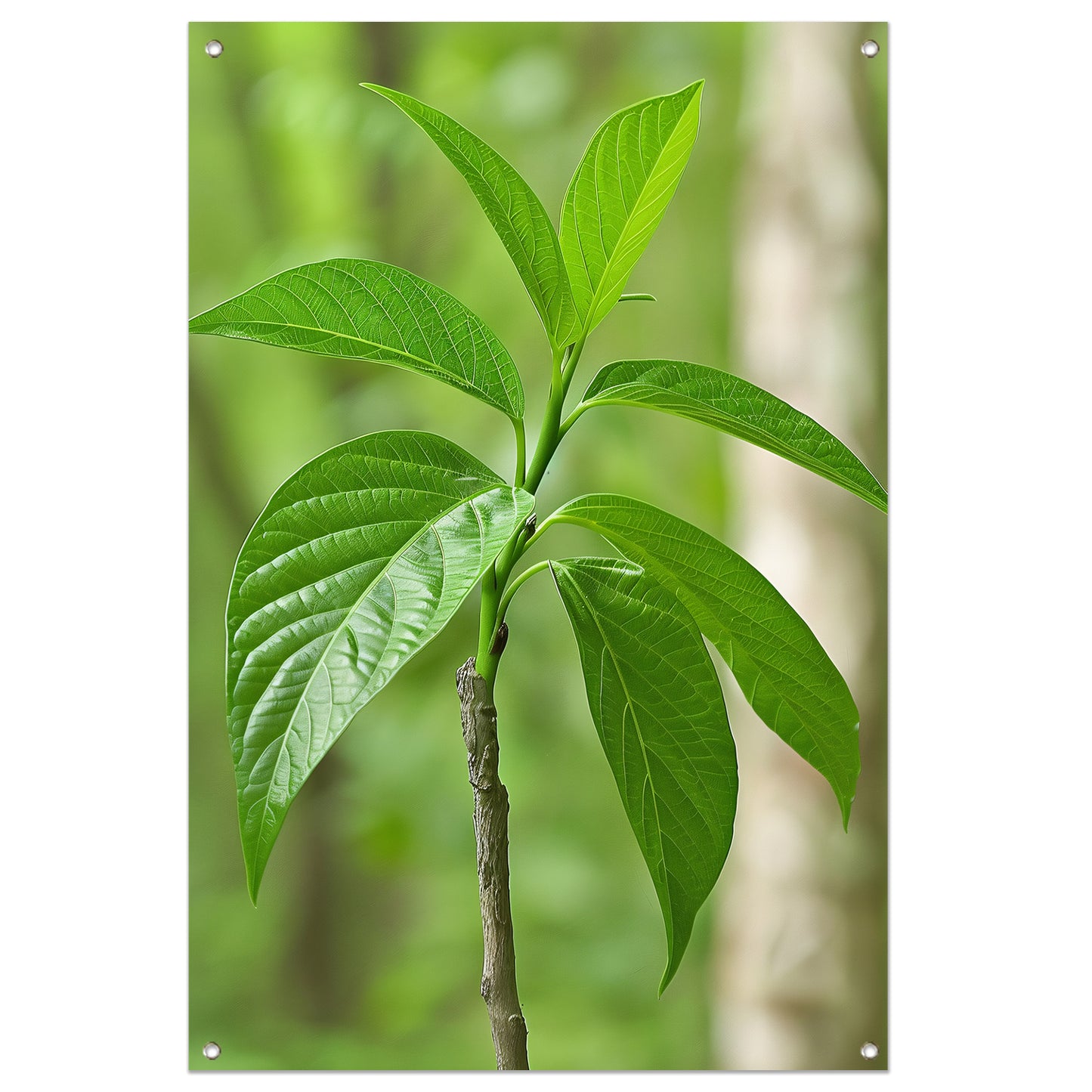 Jonge groene plant in de zon tuinposter