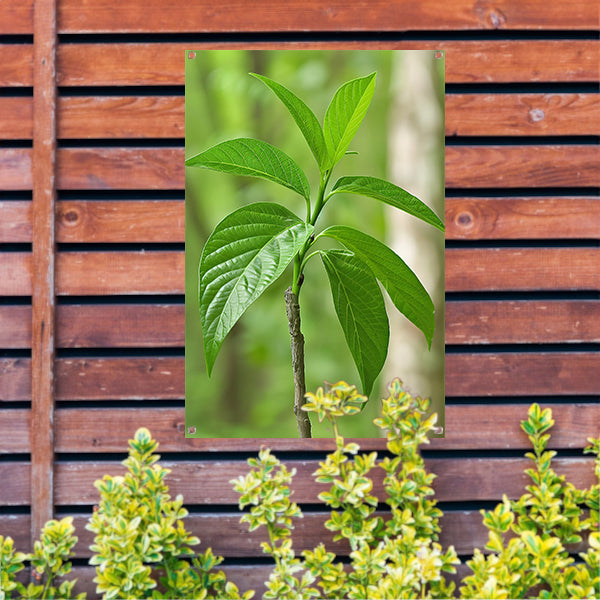 Jonge groene plant in de zon tuinposter