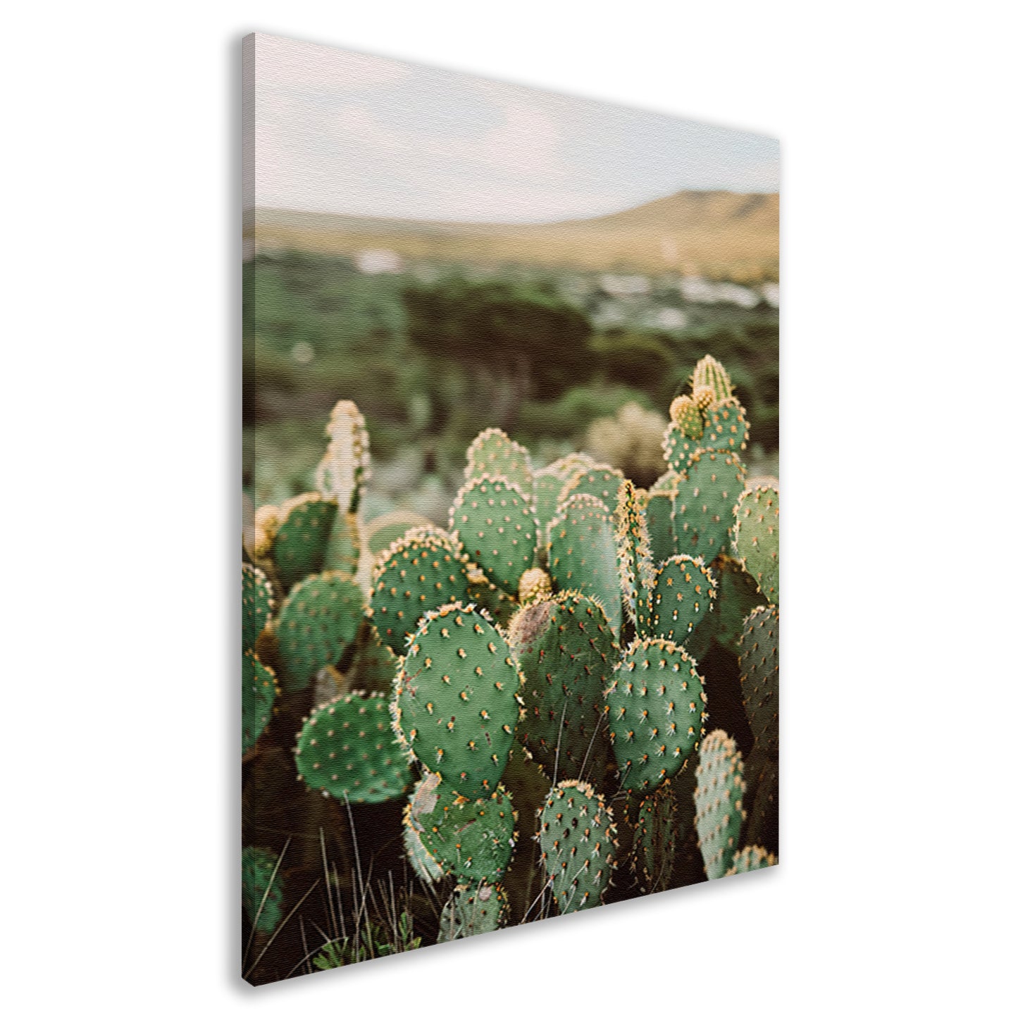 Levendige groene cactussen in weids landschap canvas