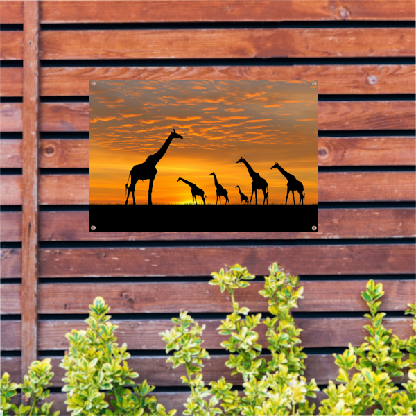 Silhouetgiraffes Zonsondergang Savanne tuinposter