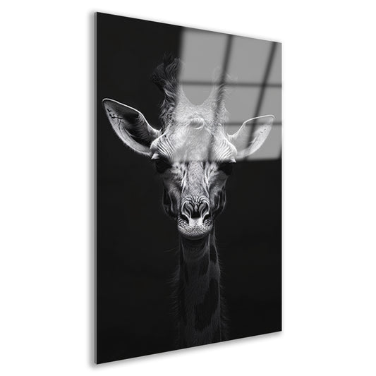 Zwart-wit portret van een giraffe acrylglas