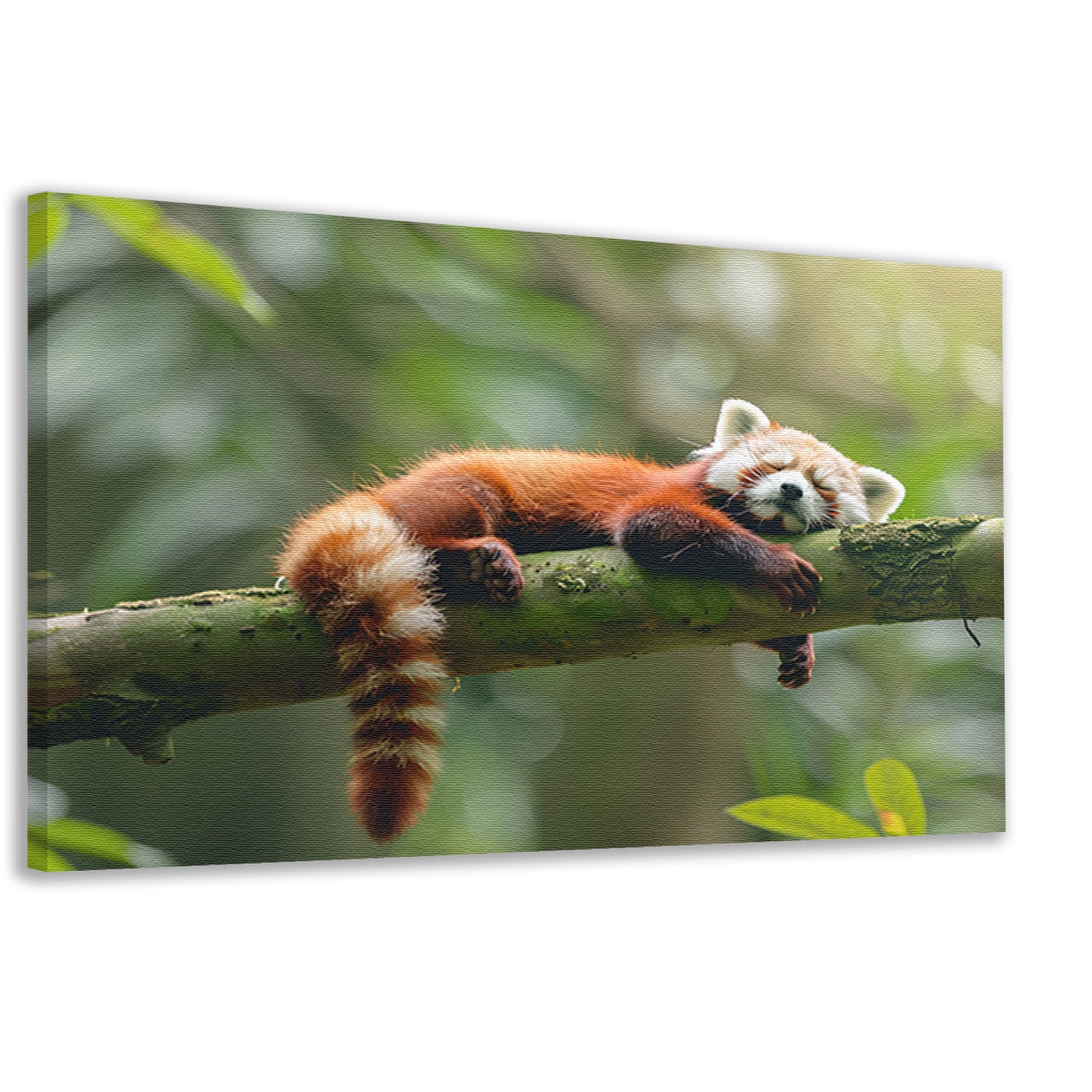 Rode panda ontspannen op een boomtak canvas