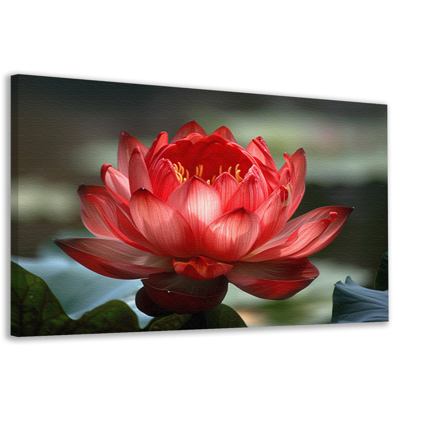 Rode lotus met groene bladeren in detail canvas