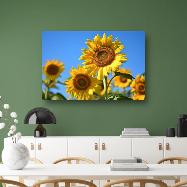 Gouden zonnebloemen onder een helderblauwe hemel canvas