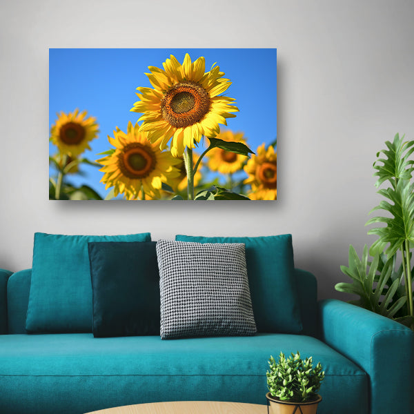 Gouden zonnebloemen onder een helderblauwe hemel canvas