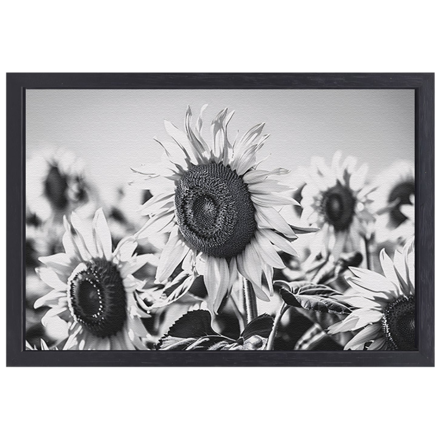 Elegante zwart-wit zonnebloemen, natuur in monochroom canvas met baklijst