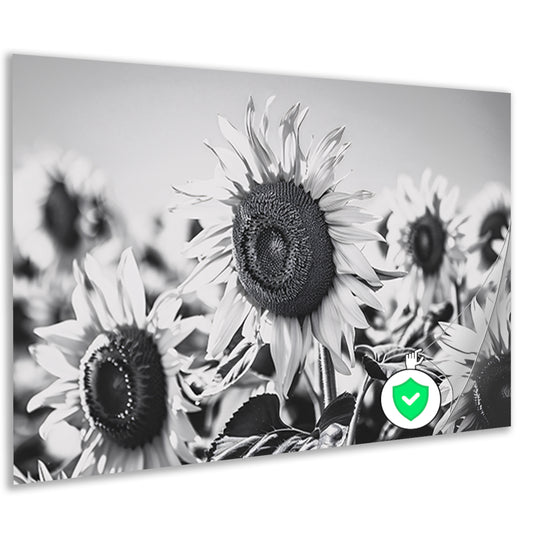 Elegante zwart-wit zonnebloemen, natuur in monochroom poster