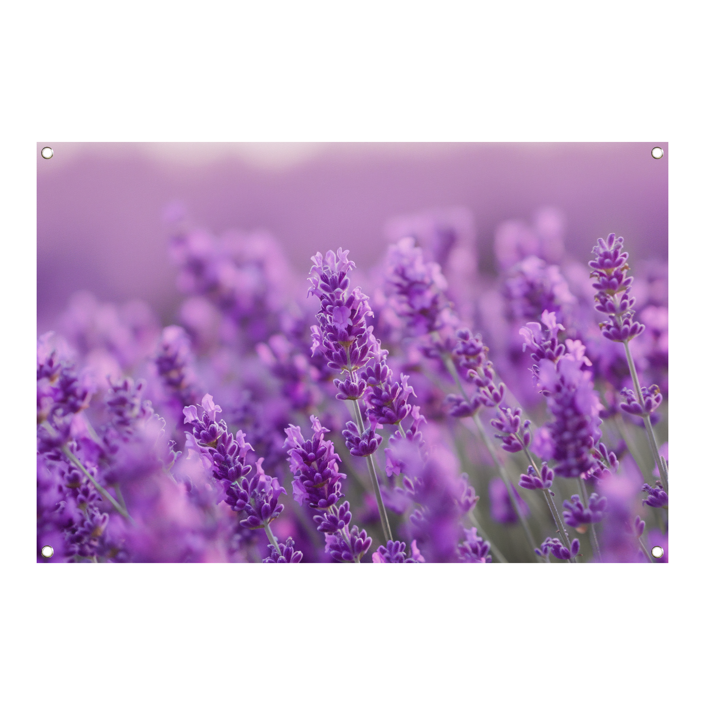 Lavendelbloesem in volle bloei met zachte kleurnuances tuinposter