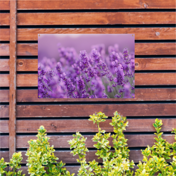 Lavendelbloesem in volle bloei met zachte kleurnuances tuinposter