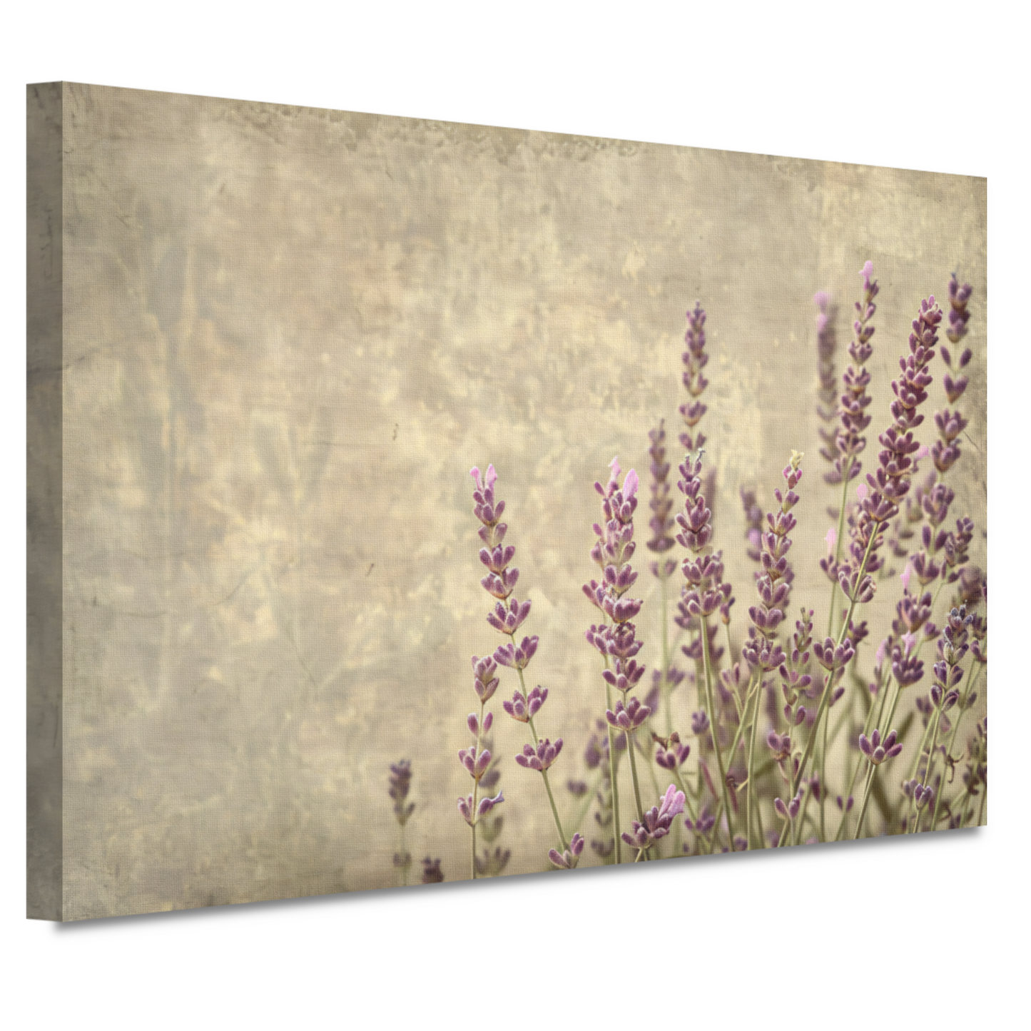 Paarse Lavendel in Bloei canvas