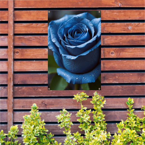 Blauwe roos bedauwd in ochtendlicht tuinposter