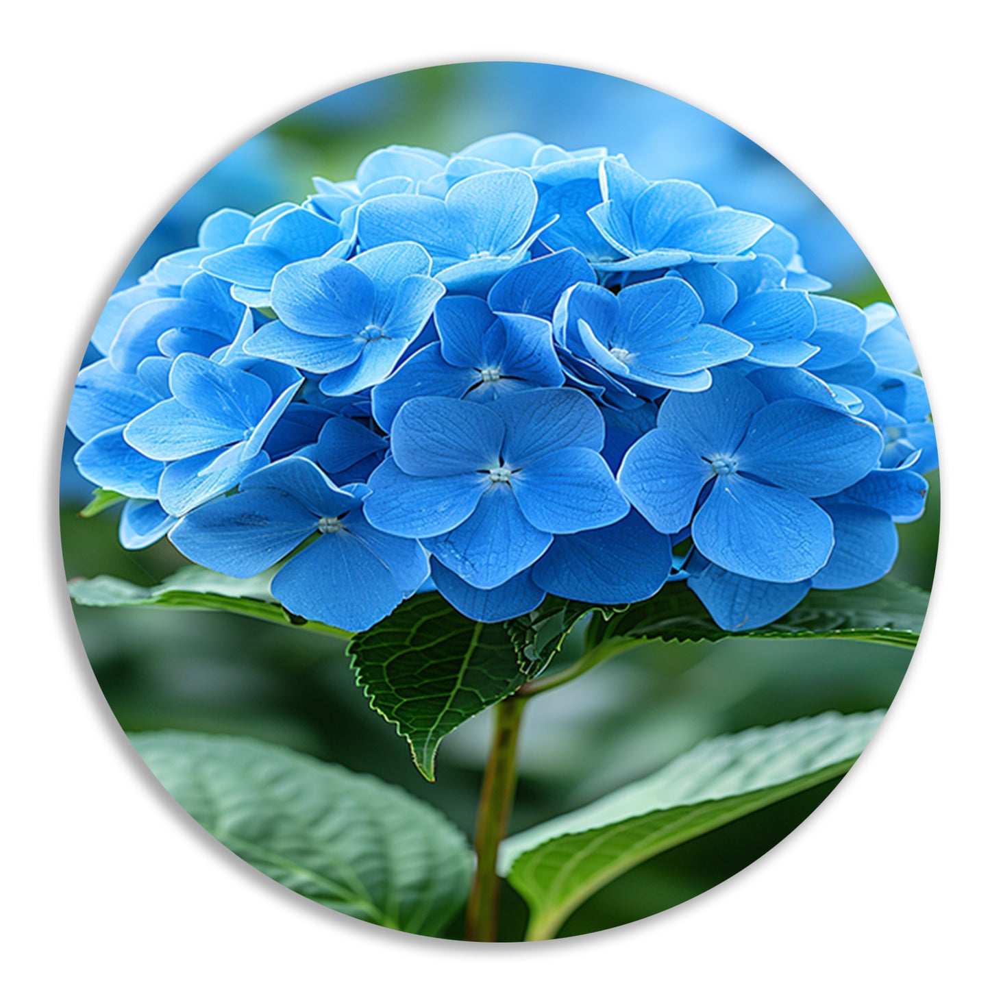 Close-up van een blauwe hortensia bloem aluminium muurcirkel