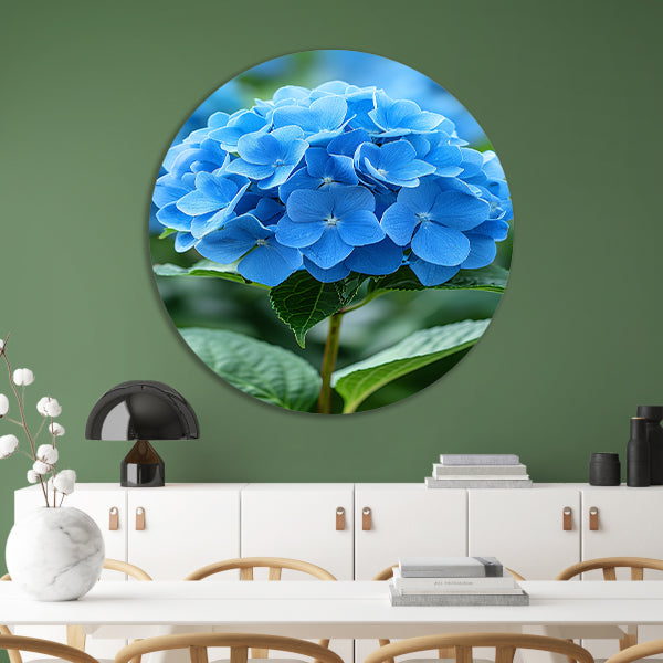 Close-up van een blauwe hortensia bloem aluminium muurcirkel