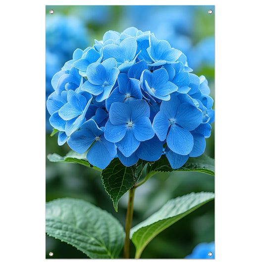 Close-up van een blauwe hortensia bloem tuinposter