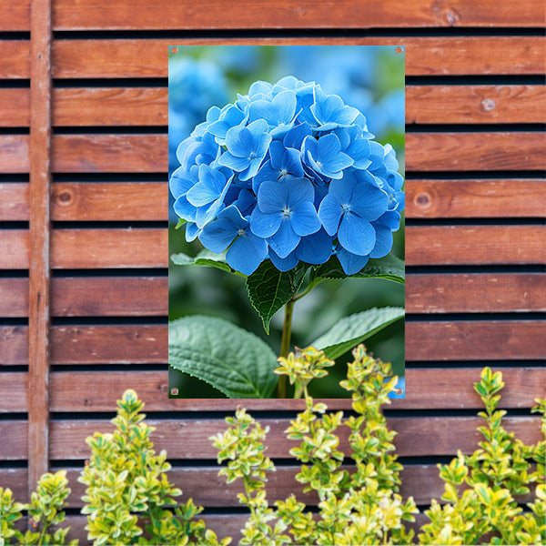 Close-up van een blauwe hortensia bloem tuinposter