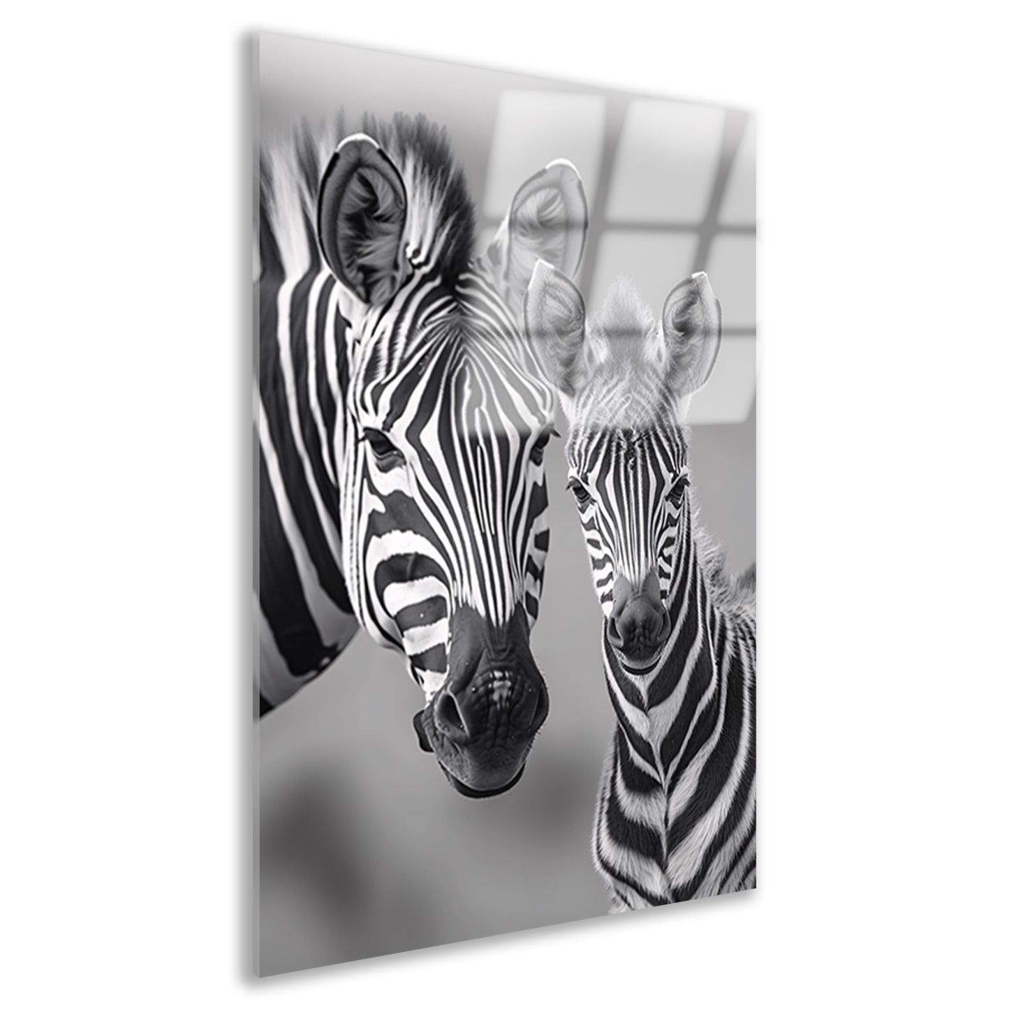 Zebra moeder en veulen in zwart-wit acrylglas