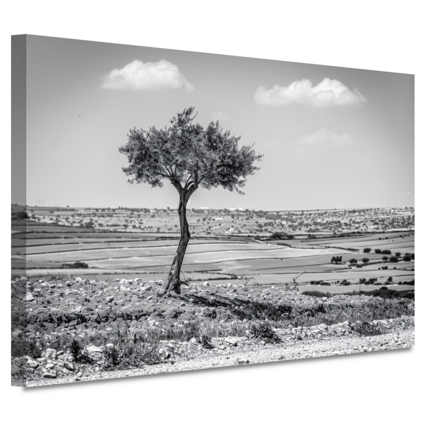 Eenzame boom op het platteland canvas