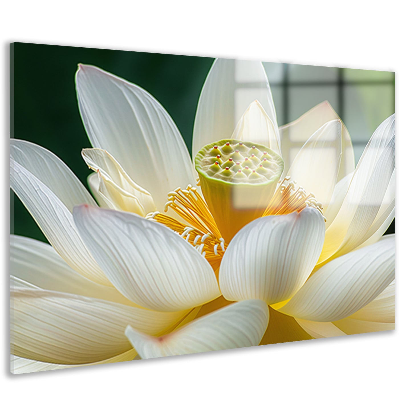 Gedetailleerde close-up van een lotusbloem acrylglas