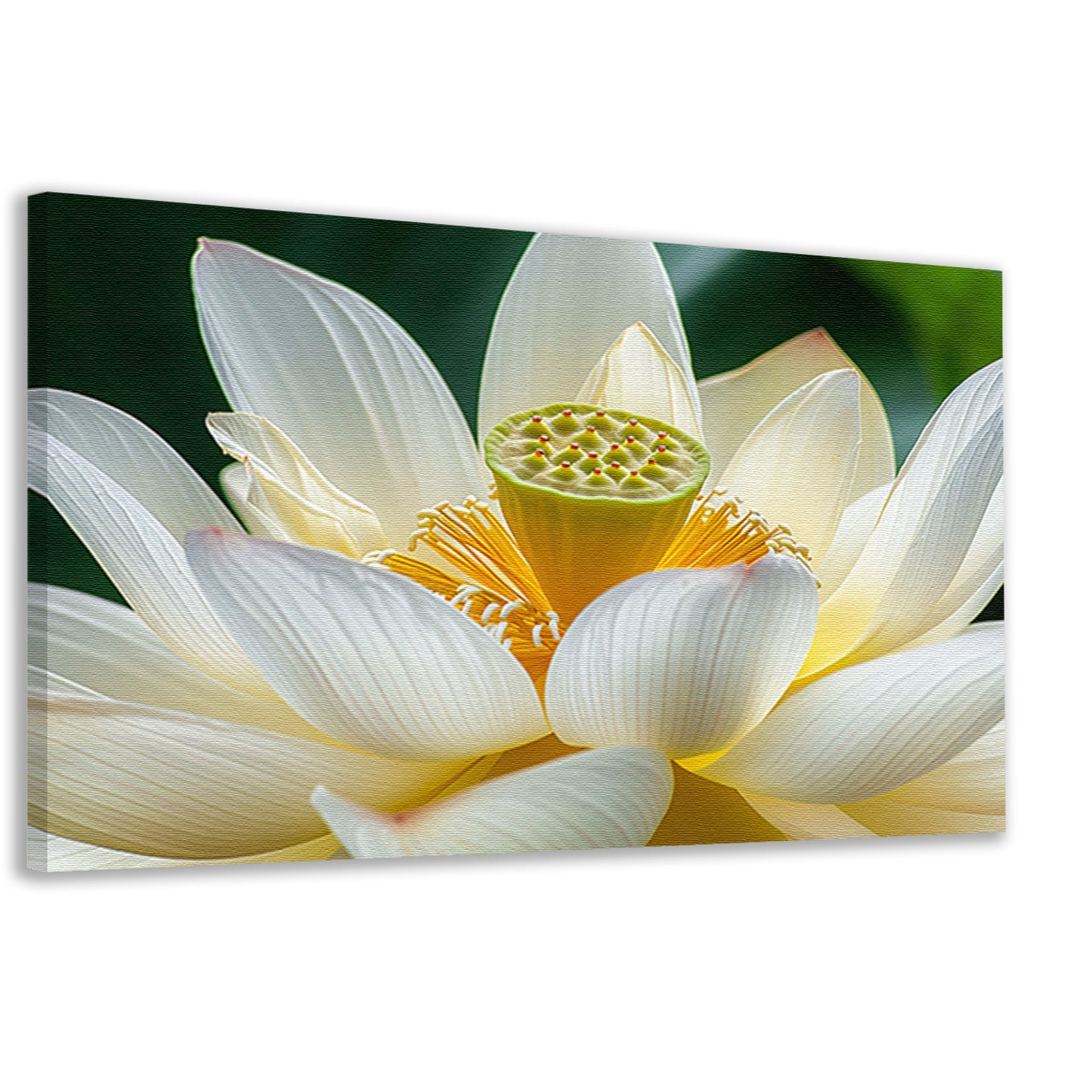 Gedetailleerde close-up van een lotusbloem canvas