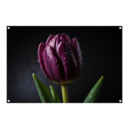 Paarse Tulp in Ochtenddauw Close-up tuinposter