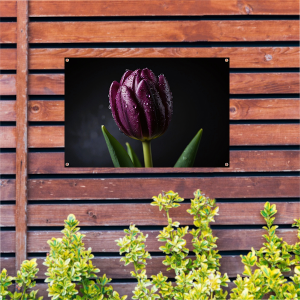 Paarse Tulp in Ochtenddauw Close-up tuinposter